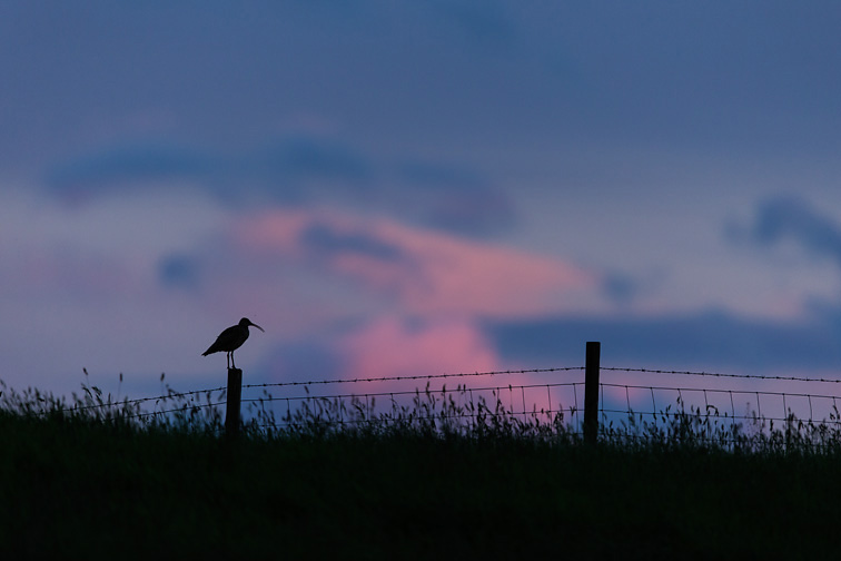Curlew (Numenius arquata) perched on fence post at sunset